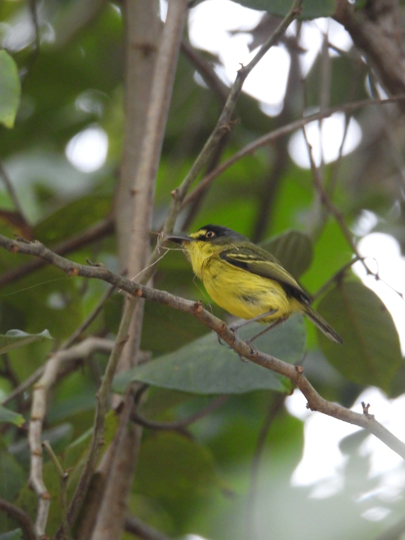 Teque-teque (Todirostrum poliocephalum), aves, fotografado em Maresias, São Sebastião