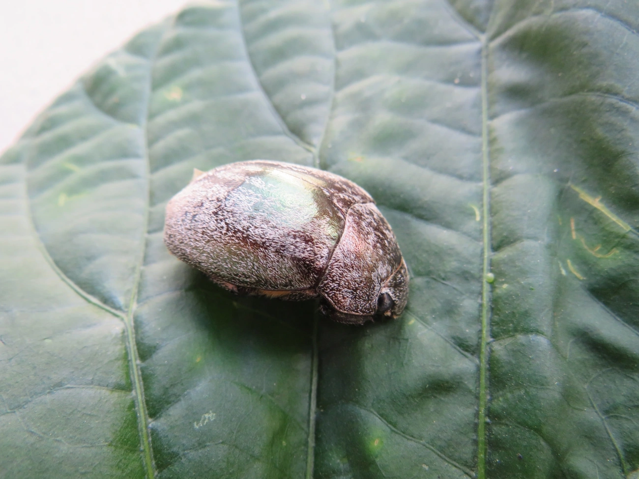 Escaravelhos (Scarabaeidae), insetos, fotografado em Maresias, São Sebastião