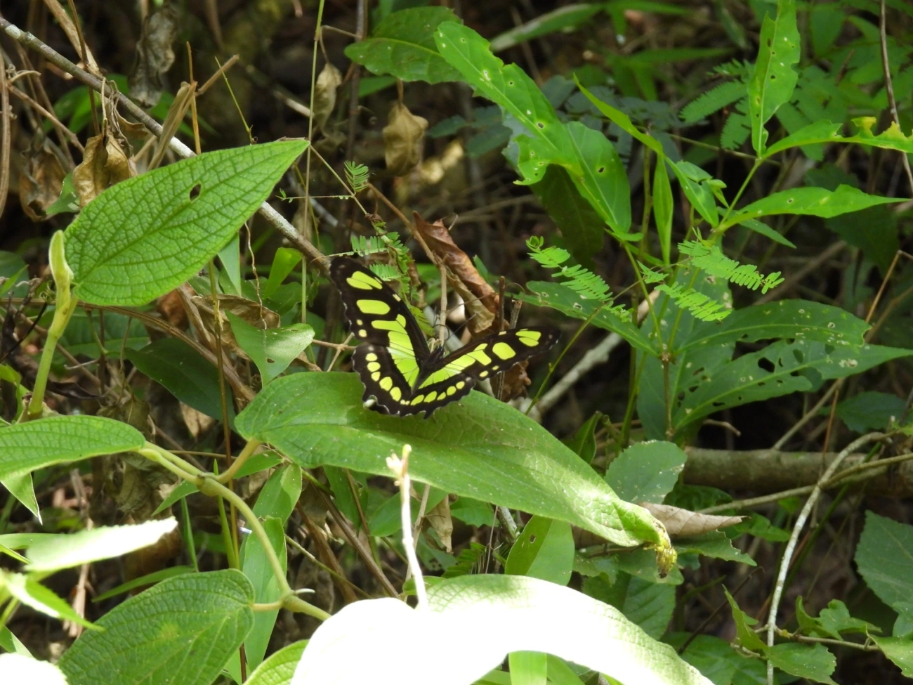 Borboleta-malaquita (Siproeta stelenes), insetos, fotografado em Cabreúva