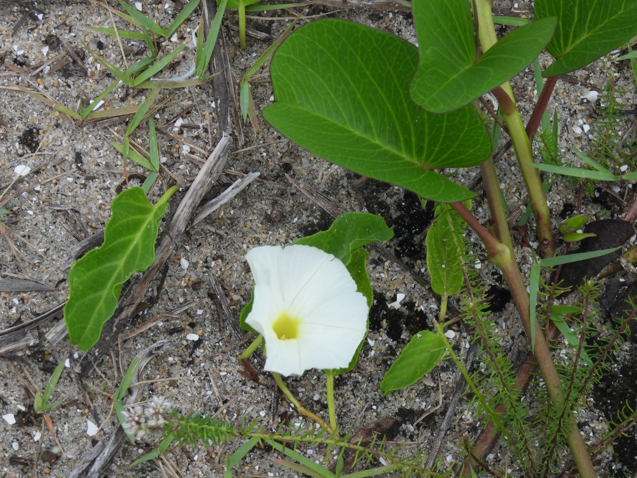 Campainha-branca (Ipomoea imperati), plantas, fotografado em Indaiá, Caraguatatuba