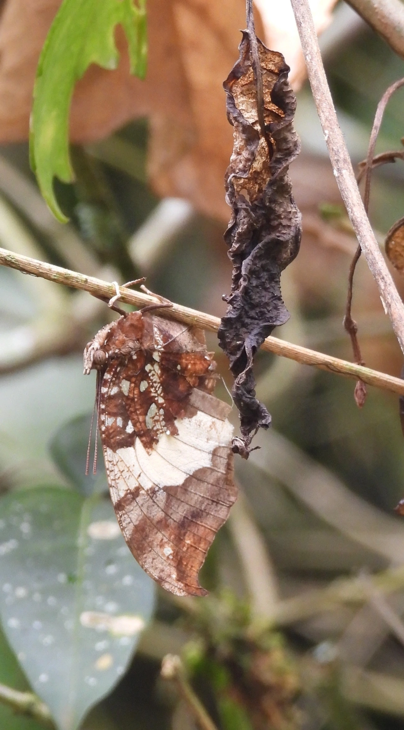 Borboleta-folha-prateada (Hypna clytemnestra), insetos, fotografado em Eng. d'Água, Ilhabela