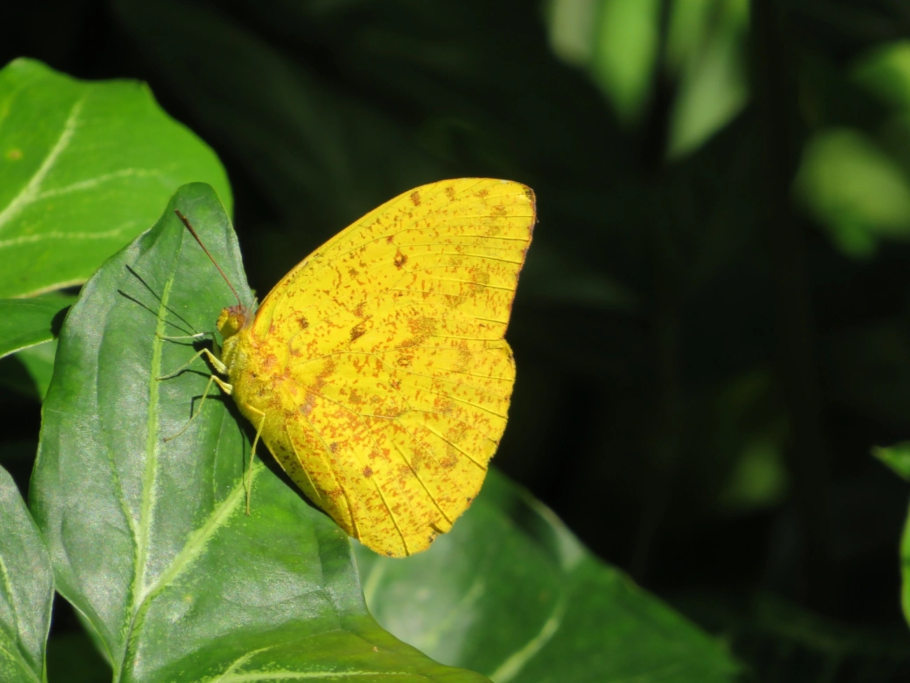 Borboleta-amarela (Phoebis argante), insetos, fotografado em Paúba, São Sebastião