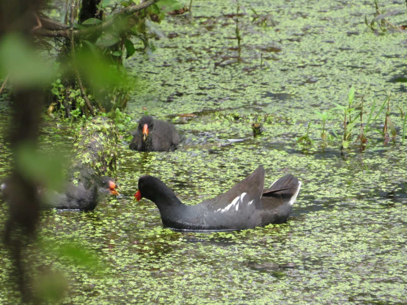 Frango-d'água-comum (Gallinula galeata), aves, fotografado em Maresias, São Sebastião