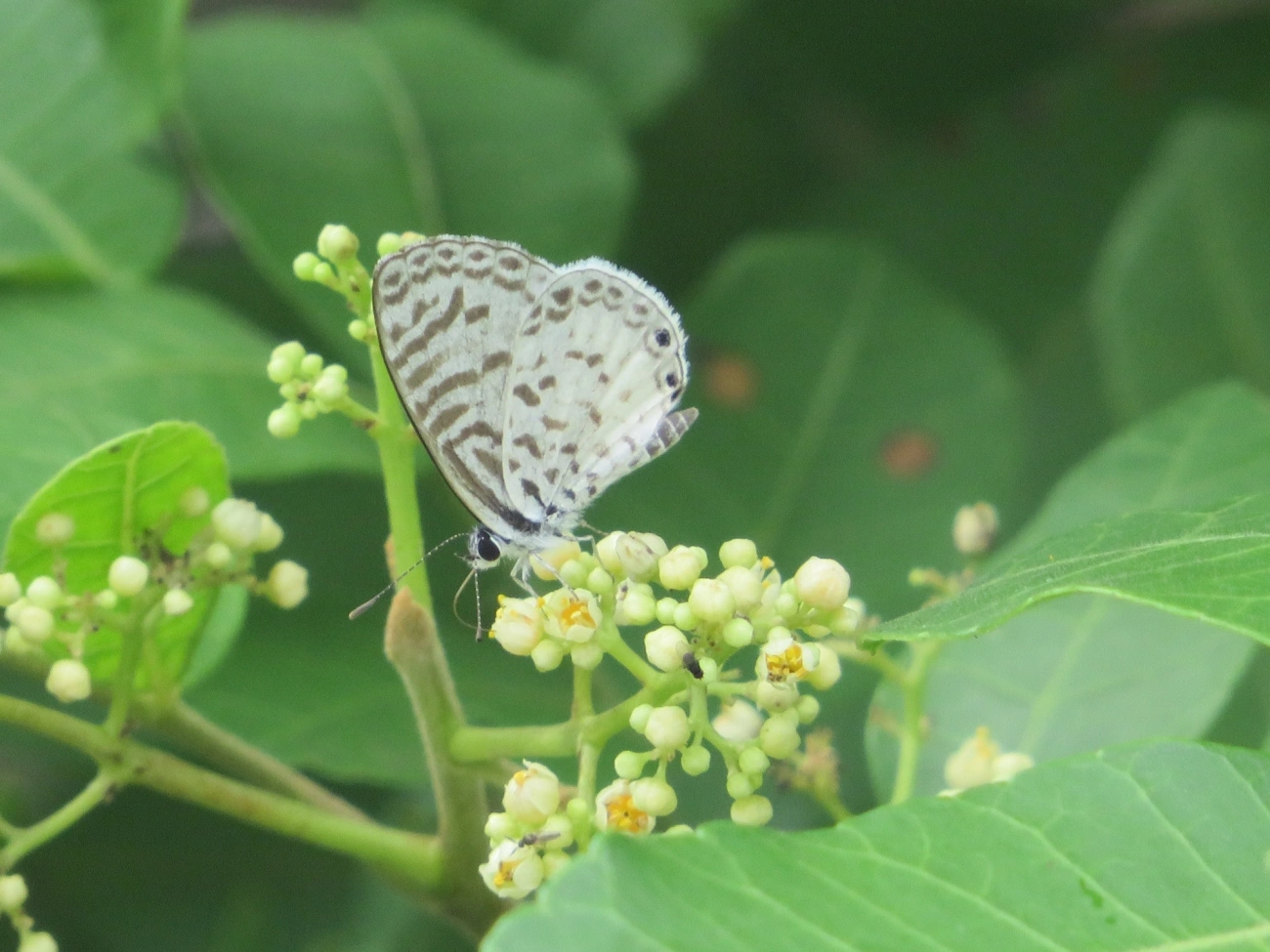 Borboleta-emília (Leptotes cassius), insetos, fotografado em Maresias, São Sebastião