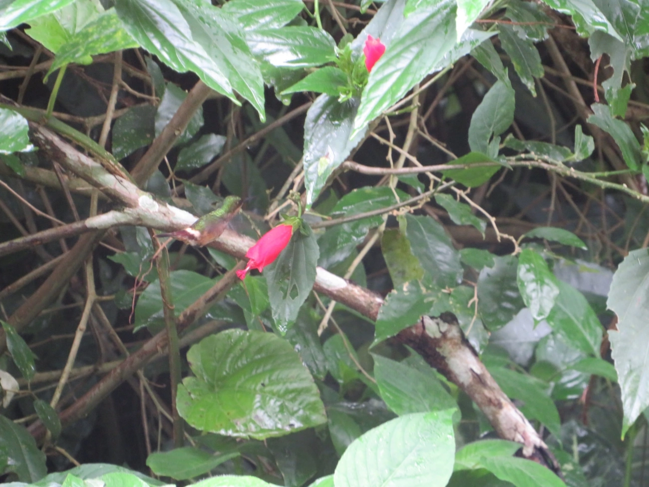 Topetinho-vermelho (Lophornis magnificus), aves, fotografado em Maresias, São Sebastião