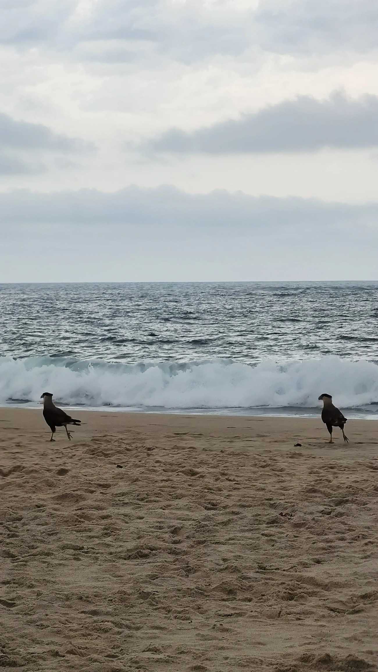 Carcará (Caracara plancus), aves, fotografado em Praia de Santiago, São Sebastião