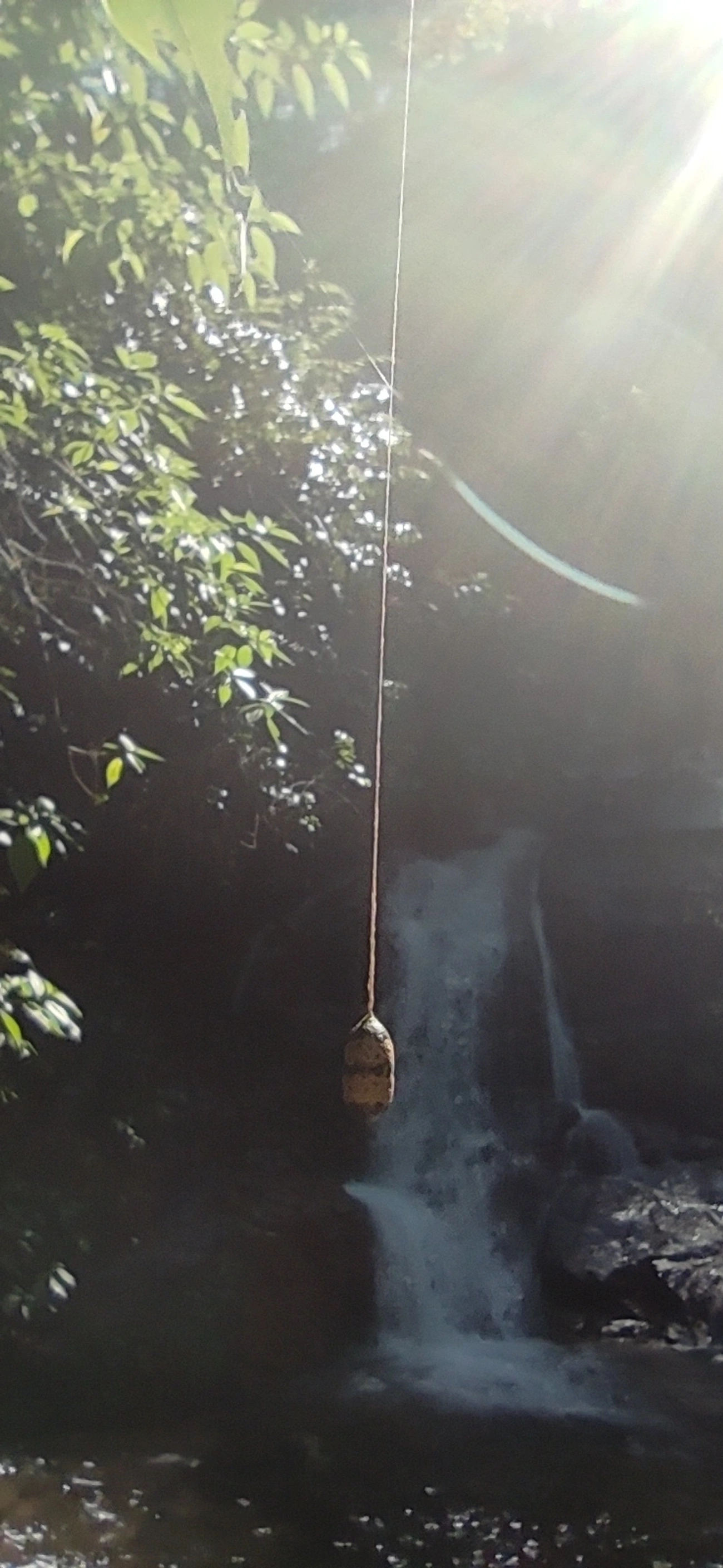 Campopleginae, insetos, fotografado em Maresias, São Sebastião