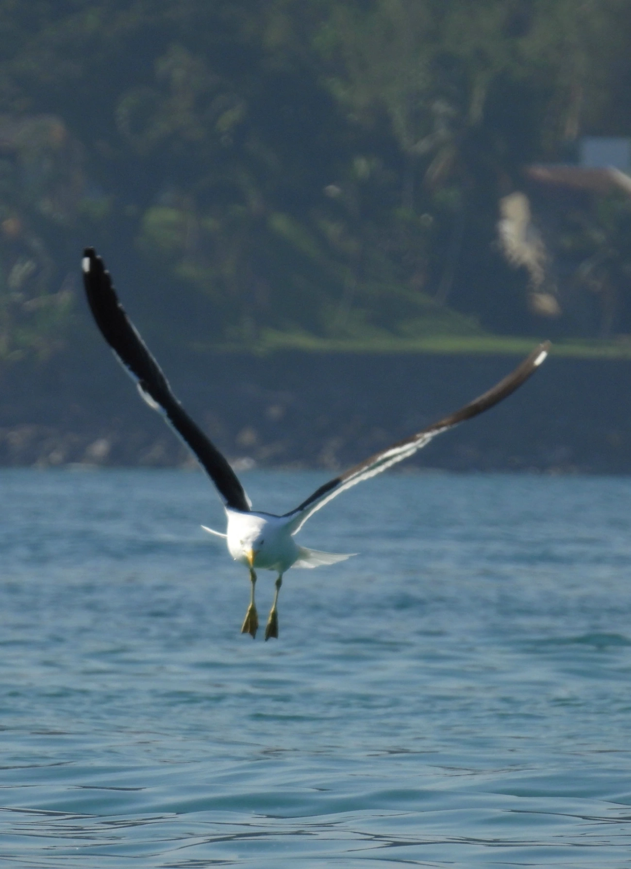 Gaivotão (Larus dominicanus), aves, fotografado em Maresias, São Sebastião