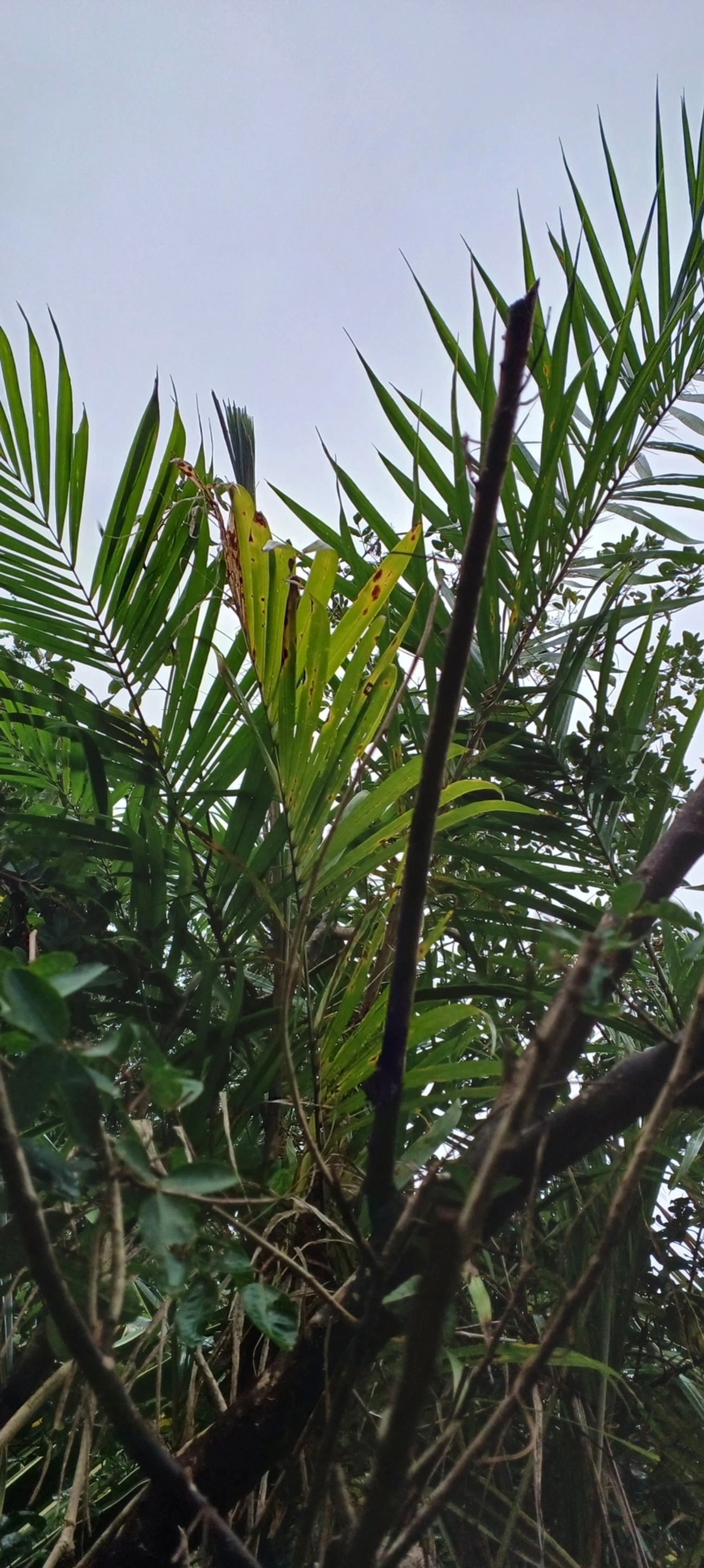Bactridinae, plantas, fotografado em Maresias, São Sebastião