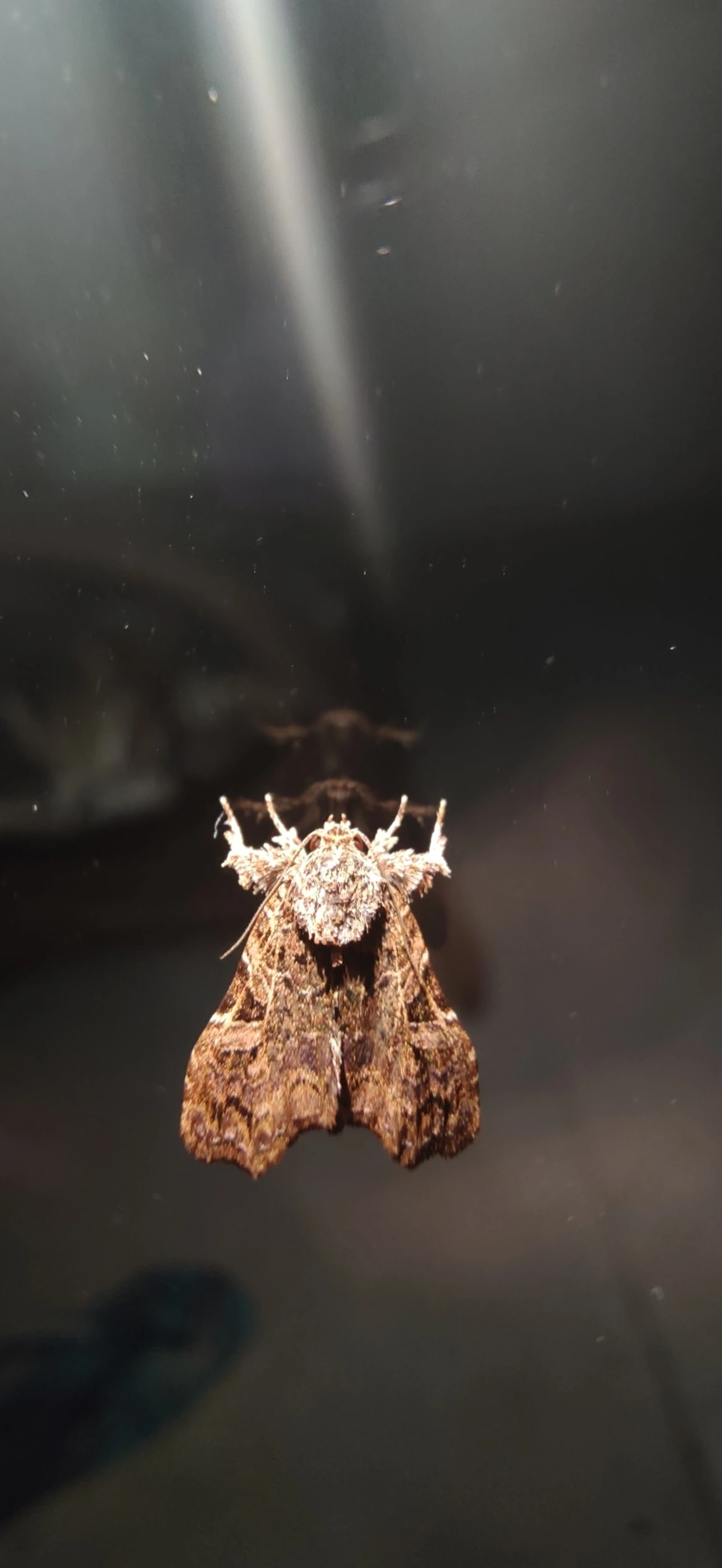 Mariposa-da-samambaia-da-Flórida (Callopistria floridensis), insetos, fotografado em Maresias, São Sebastião