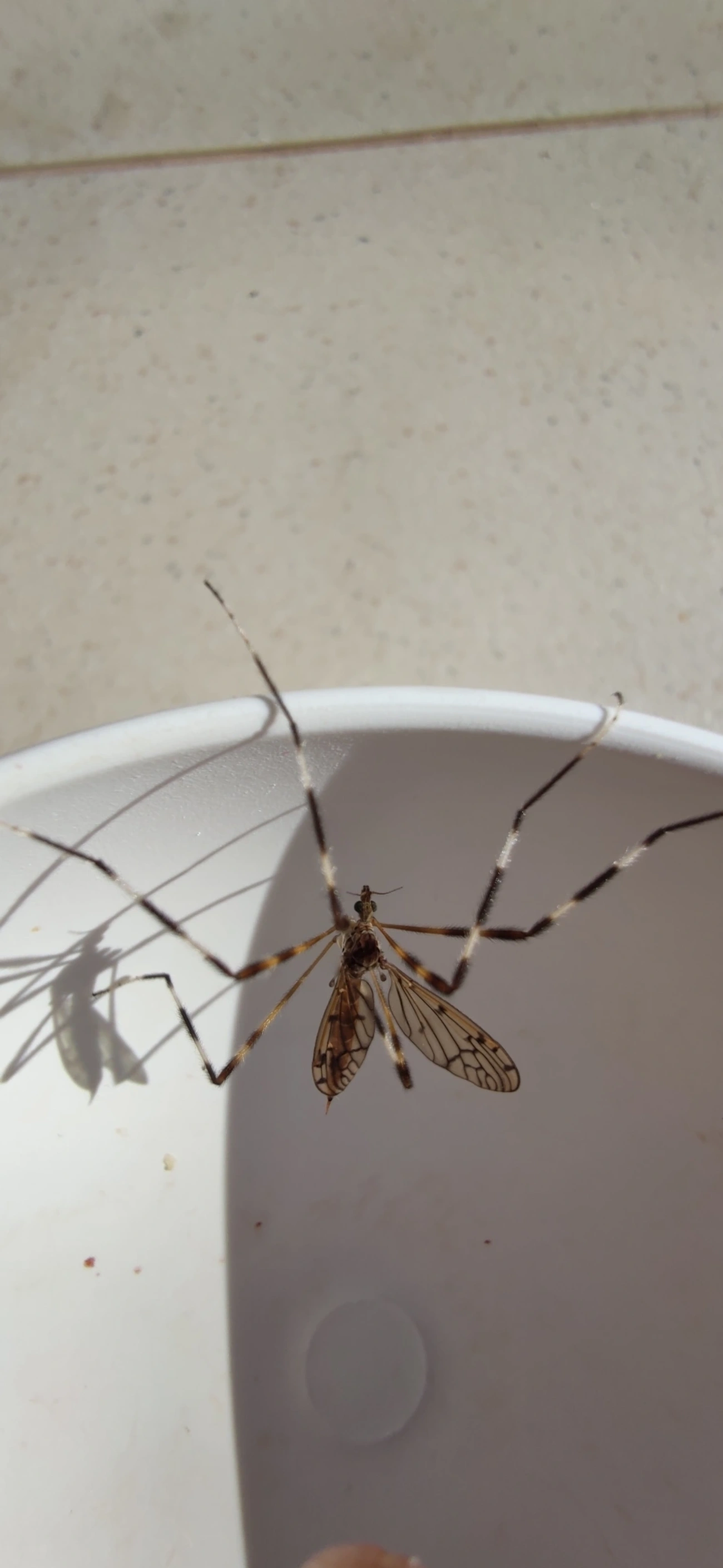 Lecteria bicornuta, insetos, fotografado em Maresias, São Sebastião