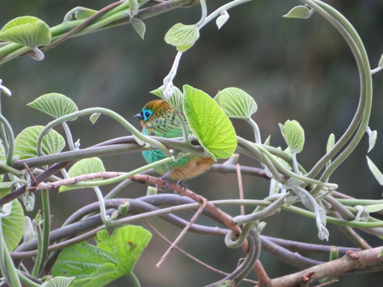 Saíra-lagarta (Tangara desmaresti), aves, fotografado em Maresias, São Sebastião