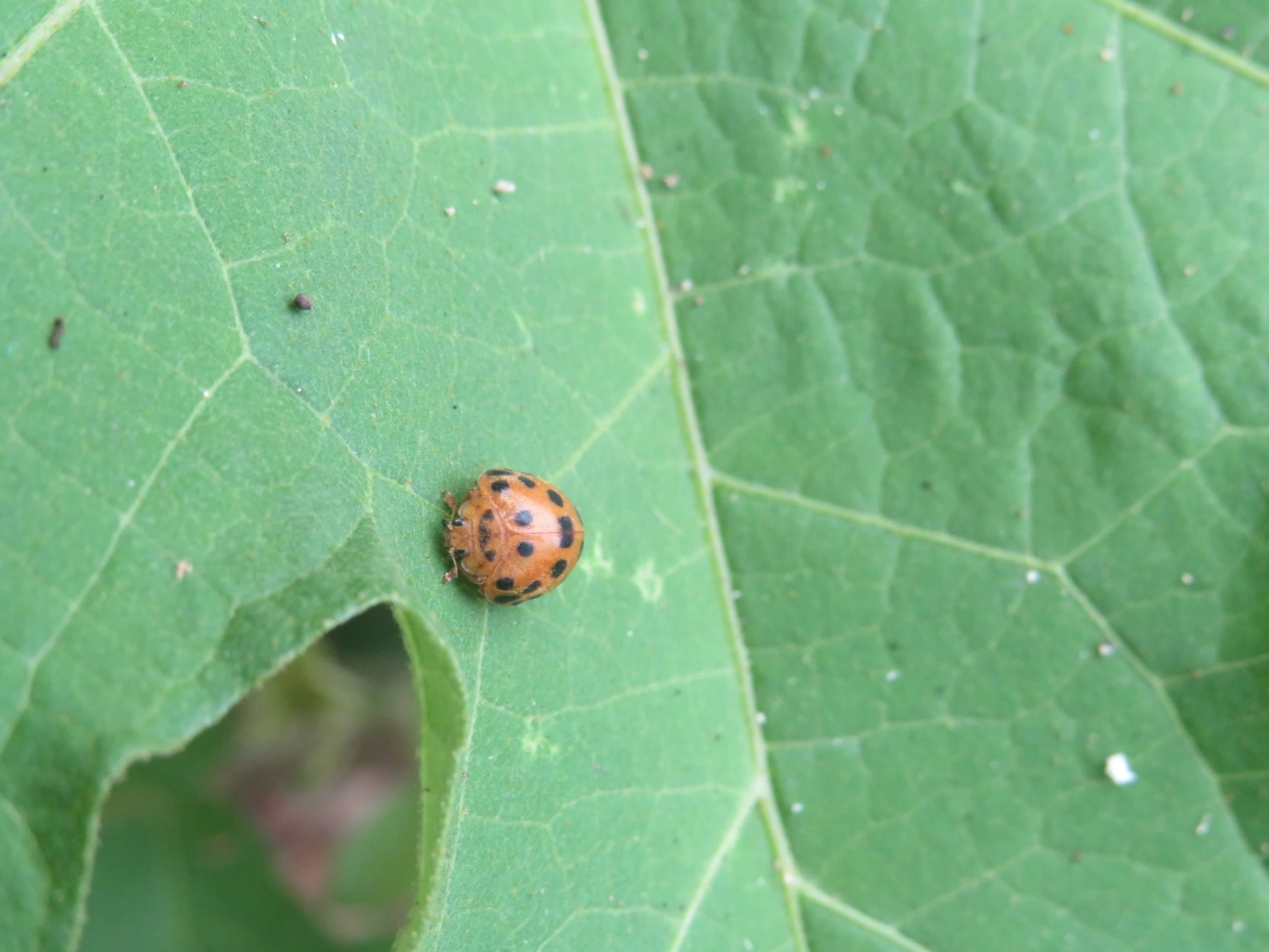 Joaninha-de-vinte-e-oito-pintas (Henosepilachna vigintioctopunctata), insetos, fotografado em Perequê, Ilhabela