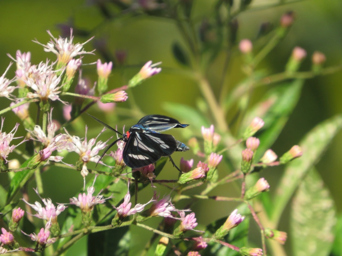 Agyrta dux, insetos, fotografado em Maresias, São Sebastião
