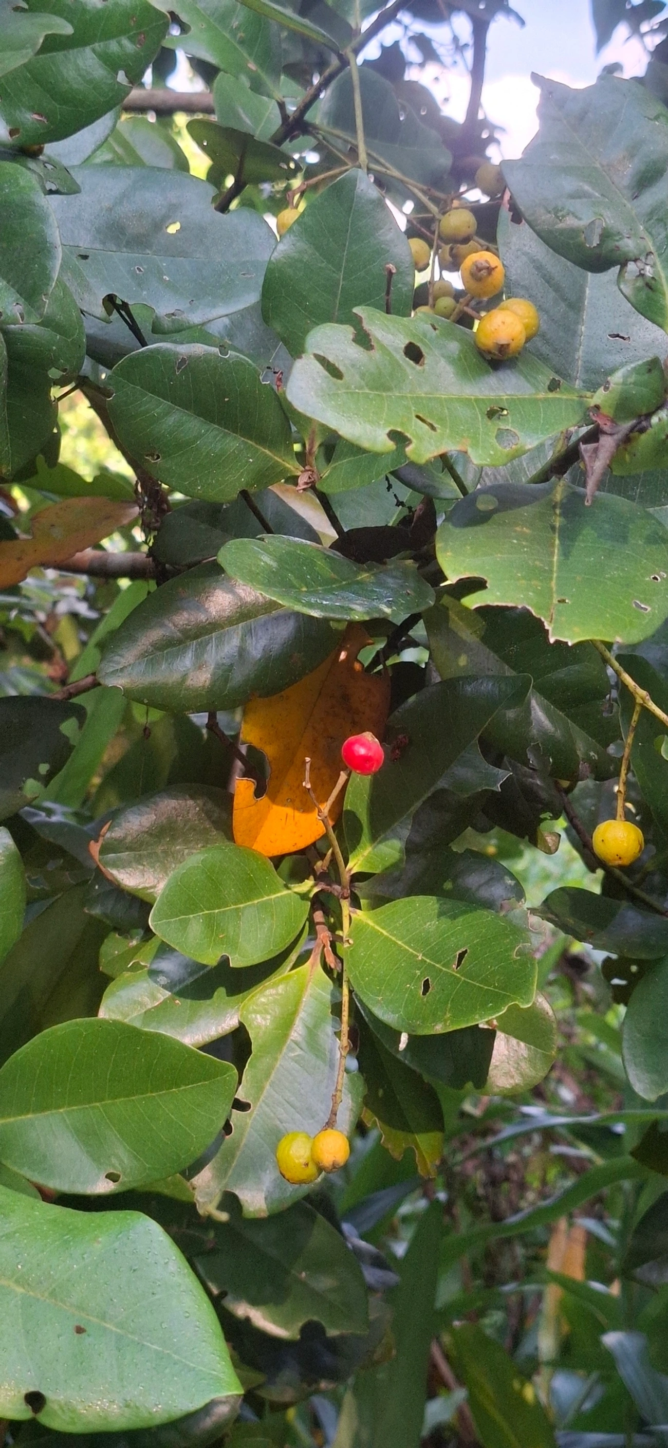 Calyptranthes, plantas, fotografado em Maresias, São Sebastião