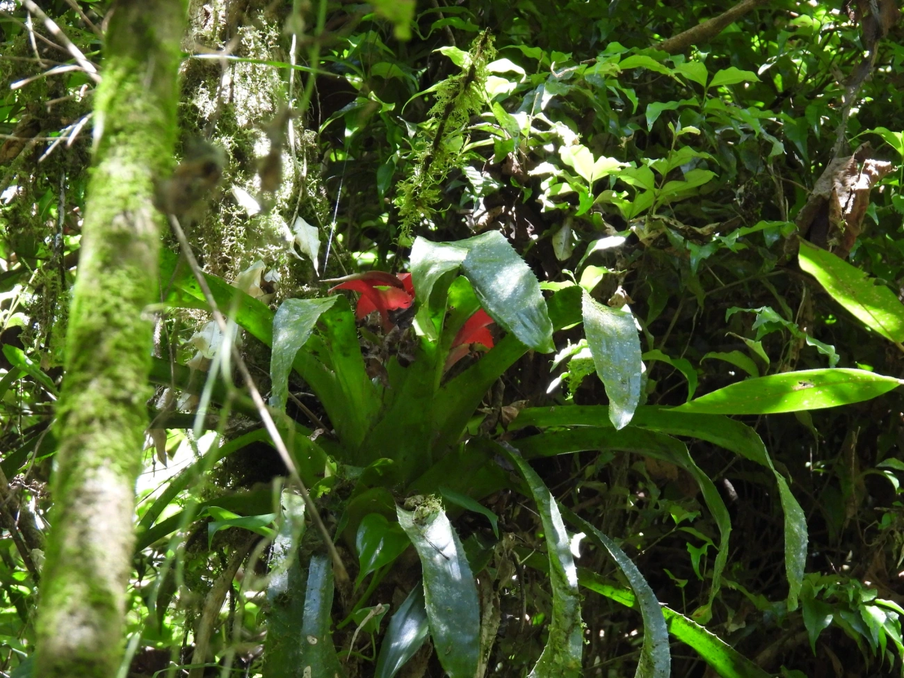 Nidularium, plantas, fotografado em Resende