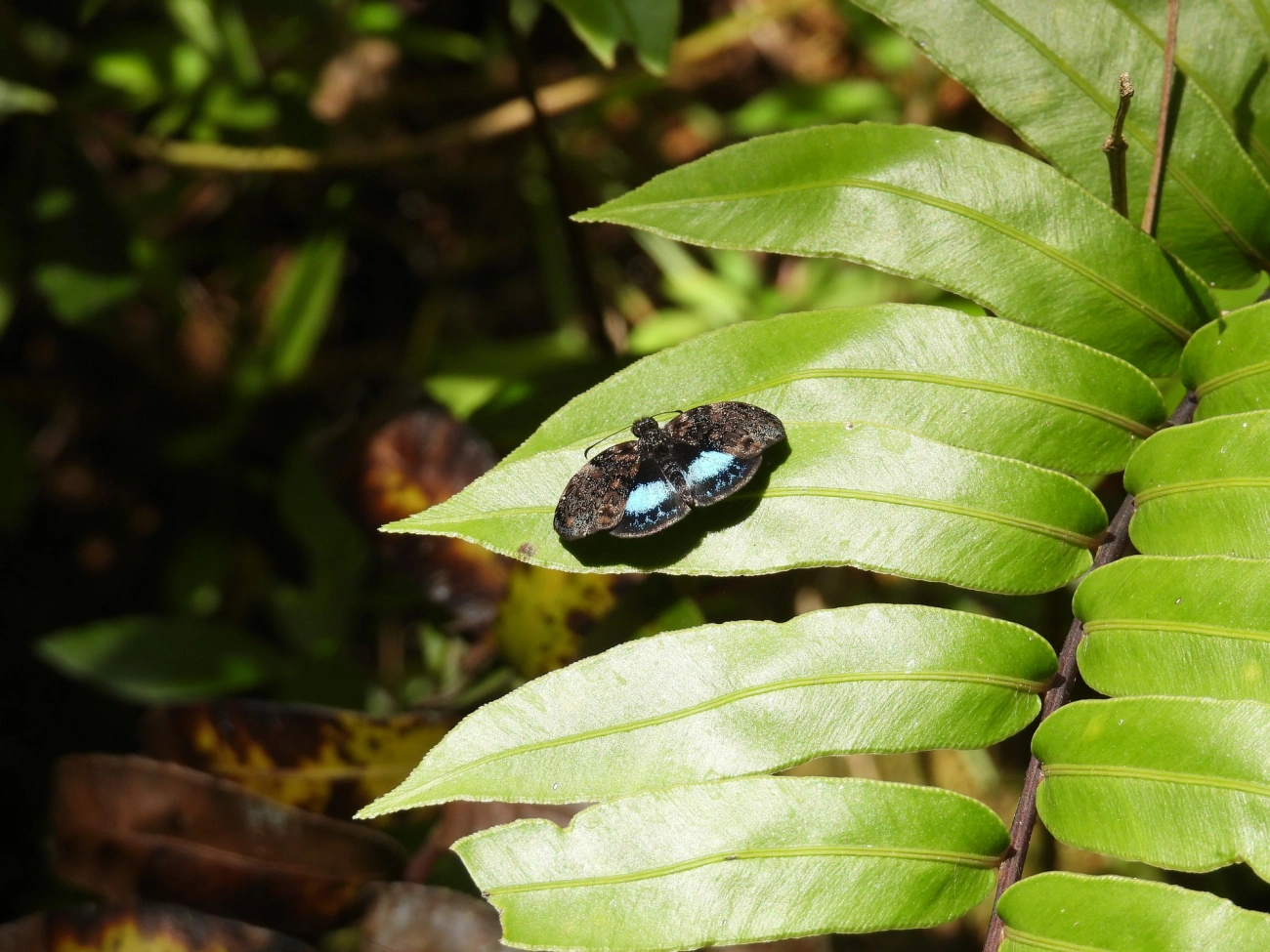 Borboleta-cronion (Sostrata cronion), insetos, fotografado em Resende