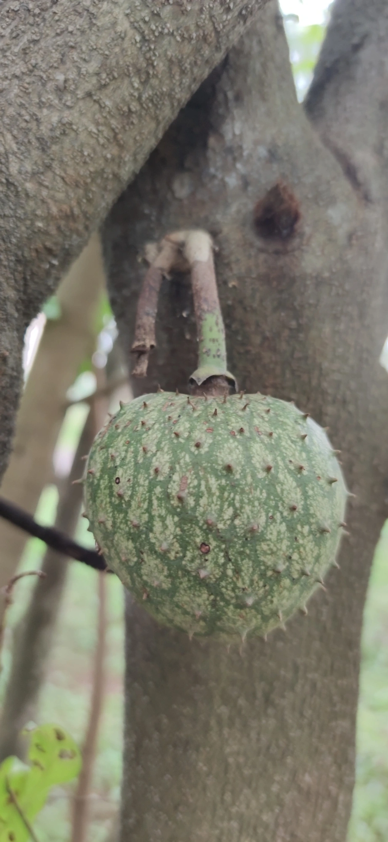 Marolo (Annona crassiflora), plantas, fotografado em Vila Santo Estevão, São Paulo