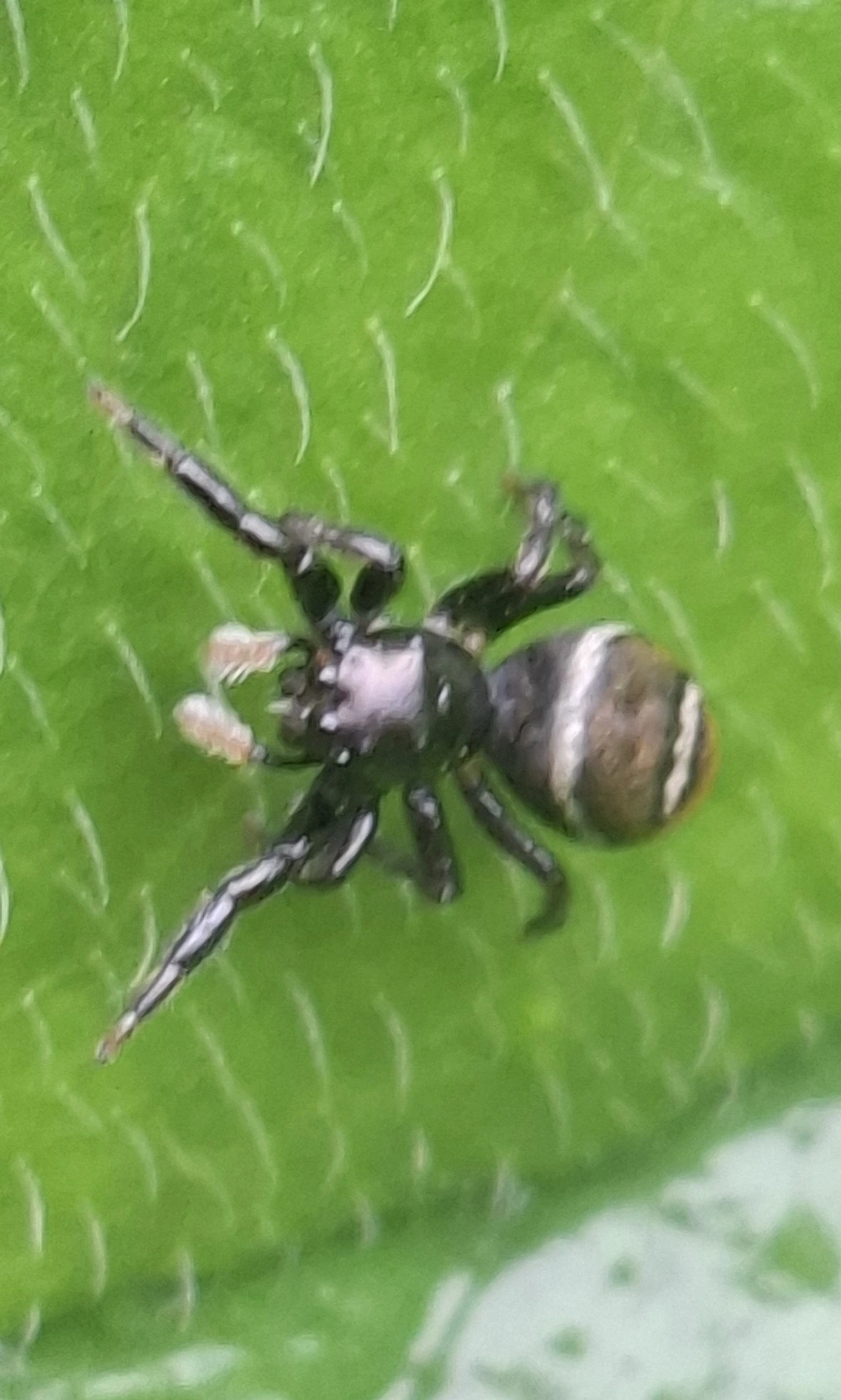Pachomius, aracnídeos, fotografado em Maresias, São Sebastião