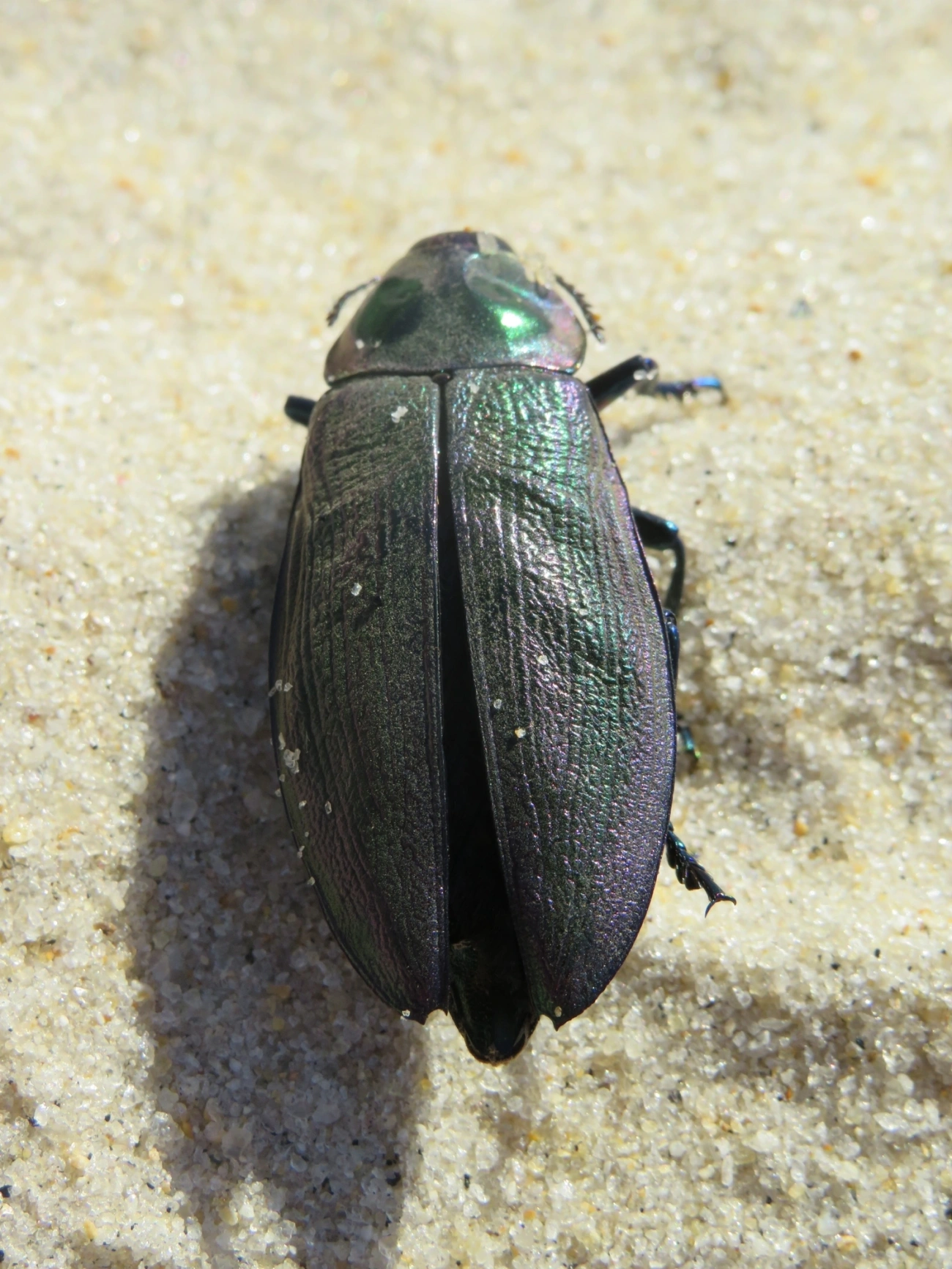 Besouro-jóia-gigante (Euchroma giganteum), insetos, fotografado em Maresias, São Sebastião