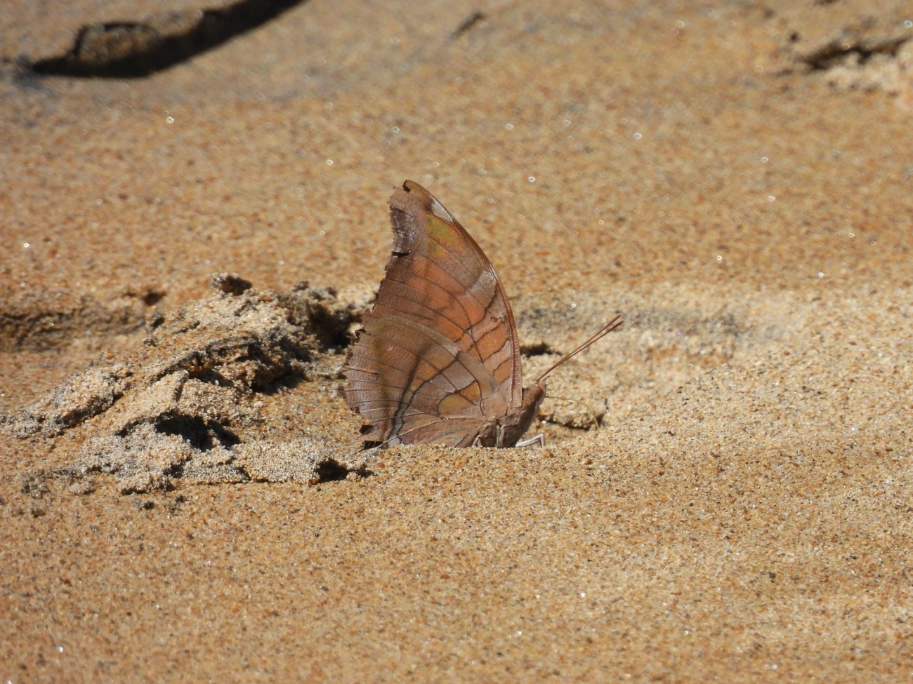 Historis odius, insetos, fotografado em Perequê, Ilhabela