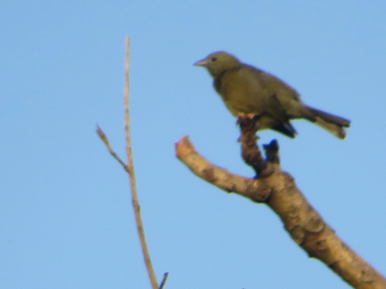 Sanhaço-do-coqueiro (Thraupis palmarum), aves, fotografado em Maresias, São Sebastião