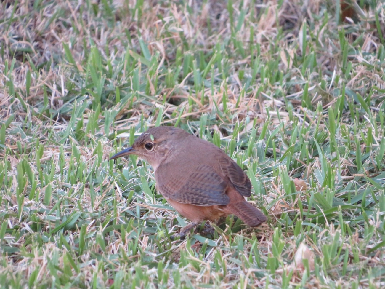 Corruíra (Troglodytes musculus), aves, fotografado em Indaiá, Caraguatatuba