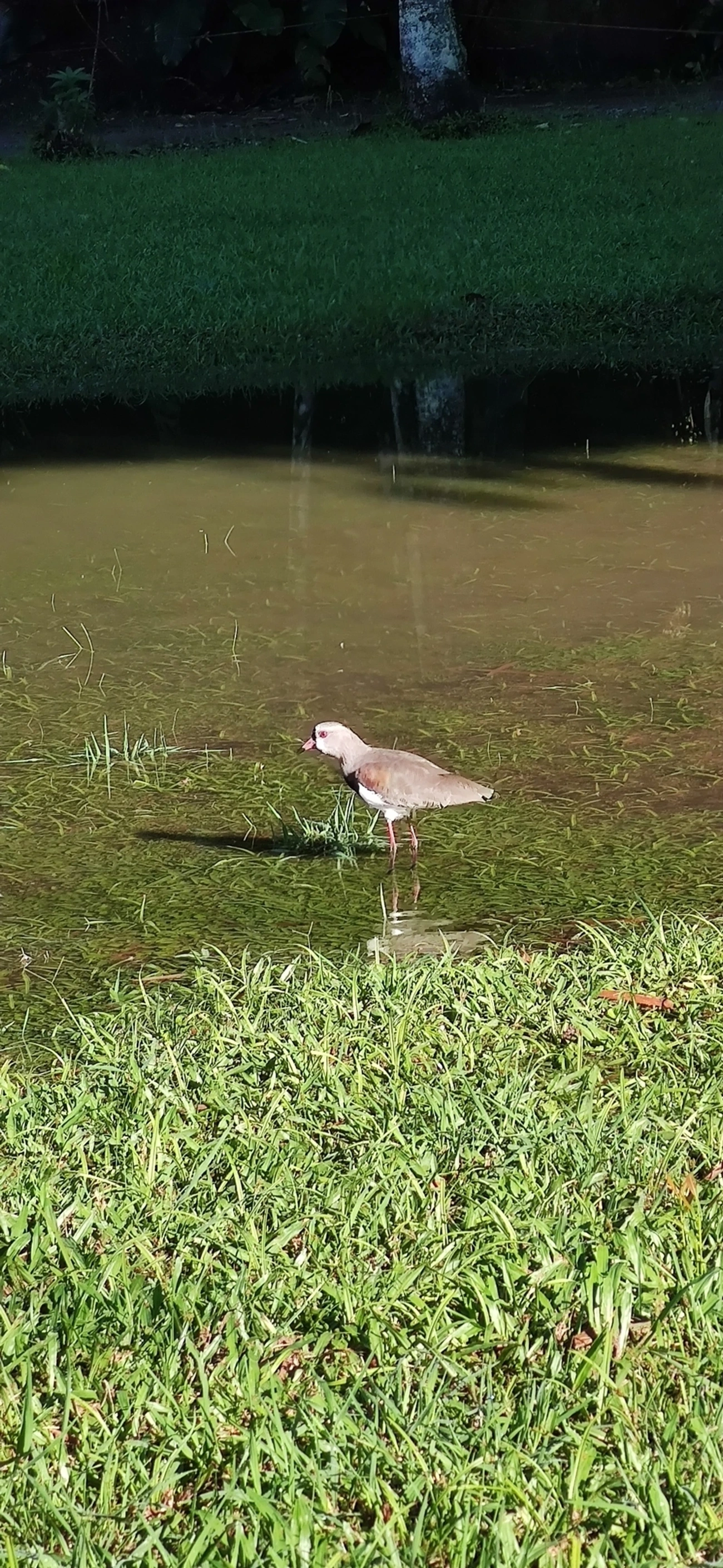 Quero-quero (Vanellus chilensis), aves, fotografado em Maresias, São Sebastião