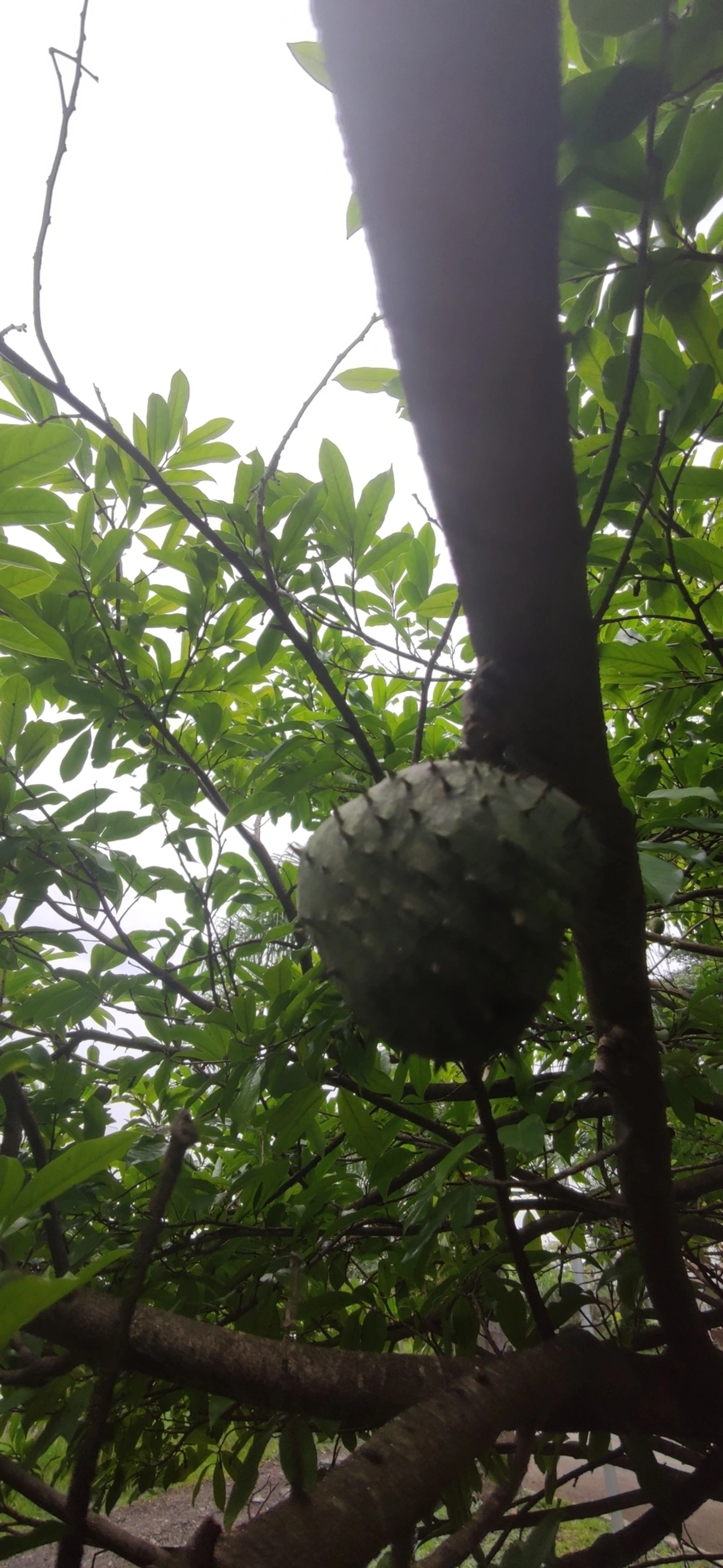 Marolo (Annona crassiflora), plantas, fotografado em Vila Santo Estevão, São Paulo