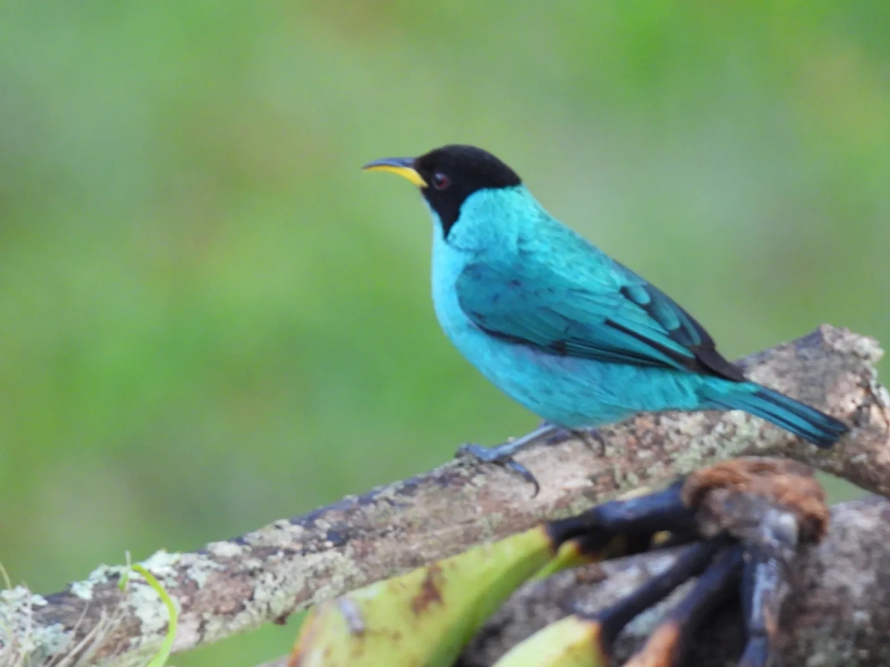 Saí-verde (Chlorophanes spiza), aves, fotografado em Maresias, São Sebastião