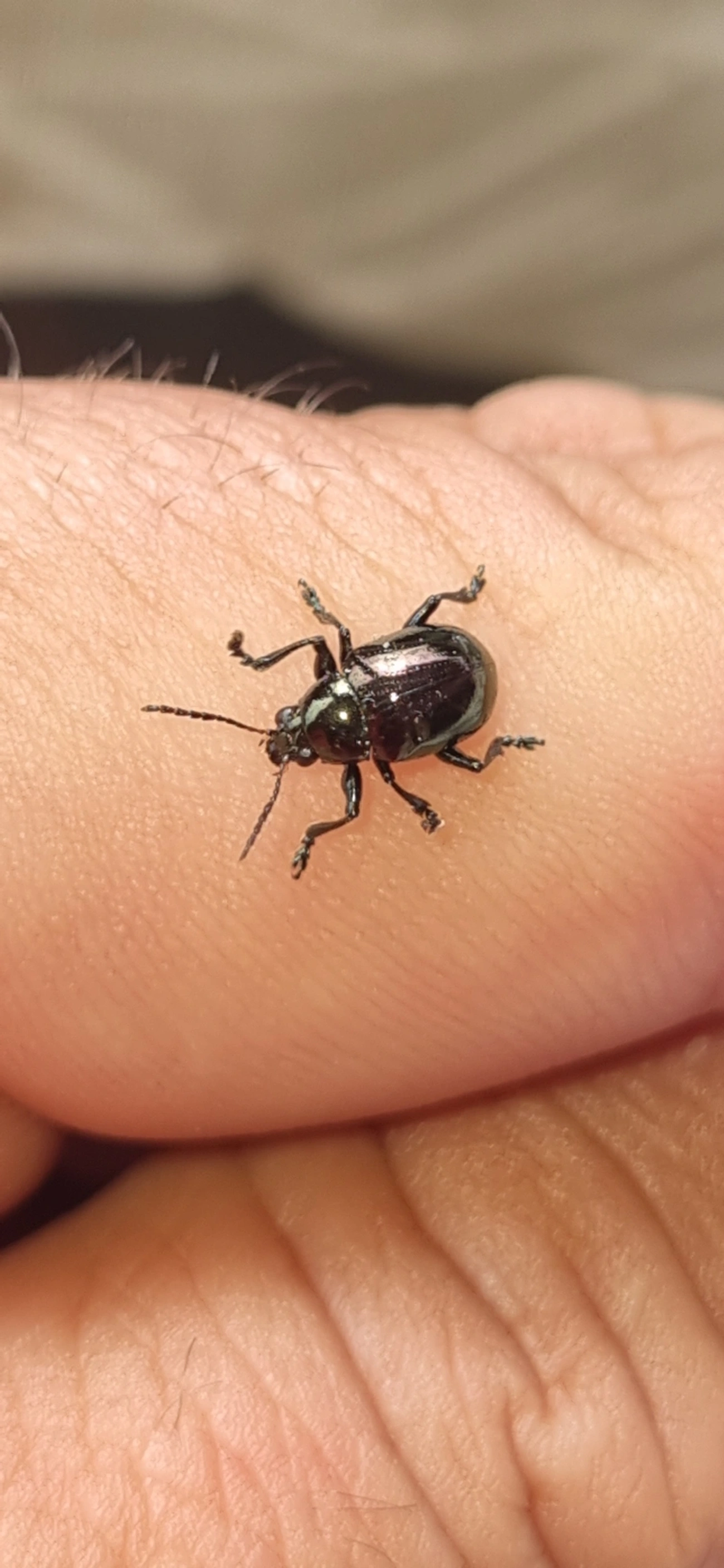 Typophorus, insetos, fotografado em Maresias, São Sebastião