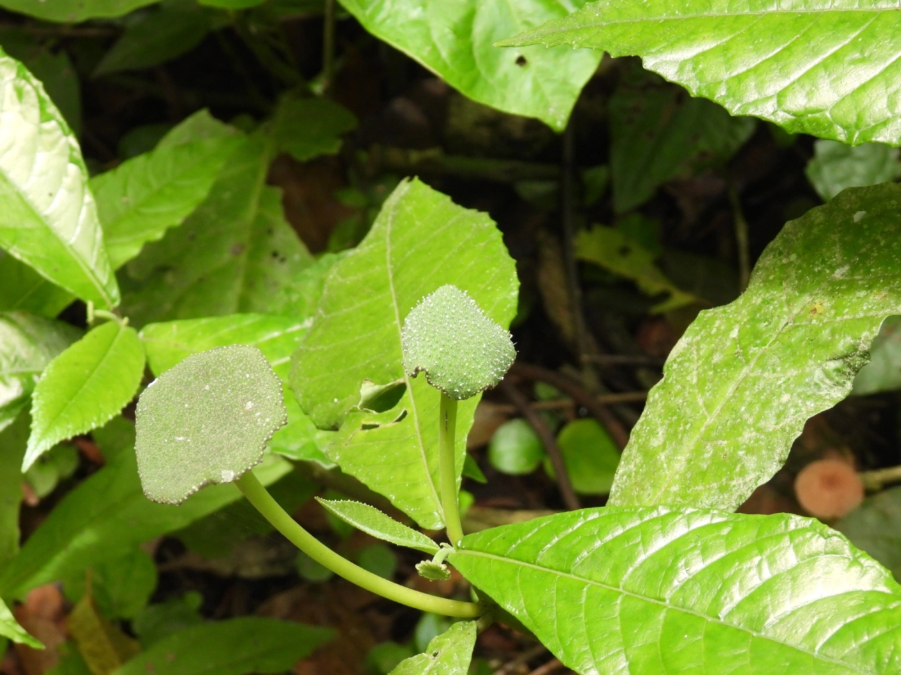 Dorstênia (Dorstenia hirta), plantas, fotografado em Maresias, São Sebastião