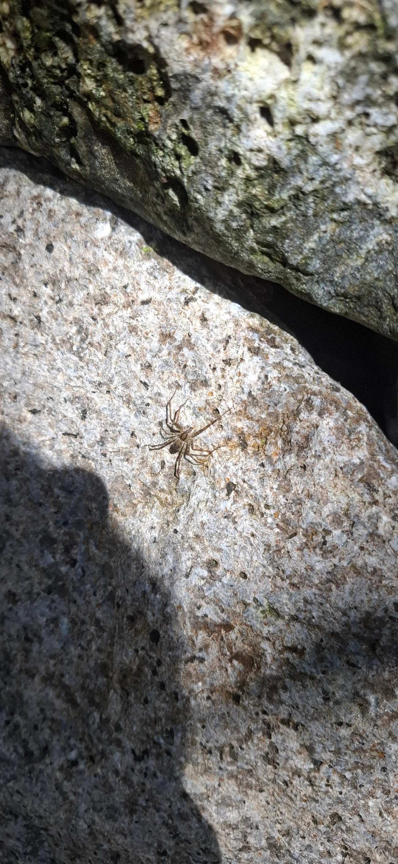 Trechaleoides, aracnídeos, fotografado em Queluz