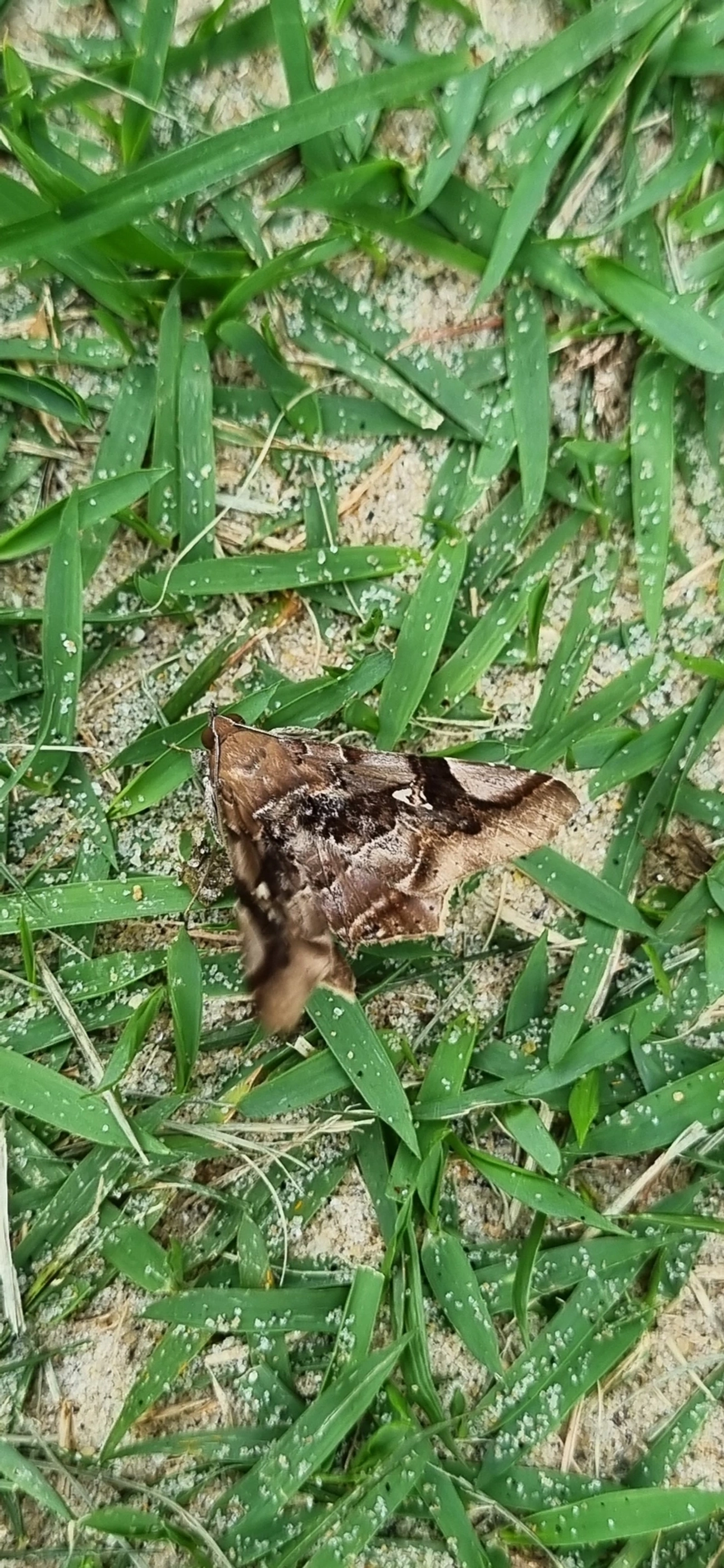 Borboletas e traças (Lepidoptera), insetos, fotografado em Maresias, São Sebastião