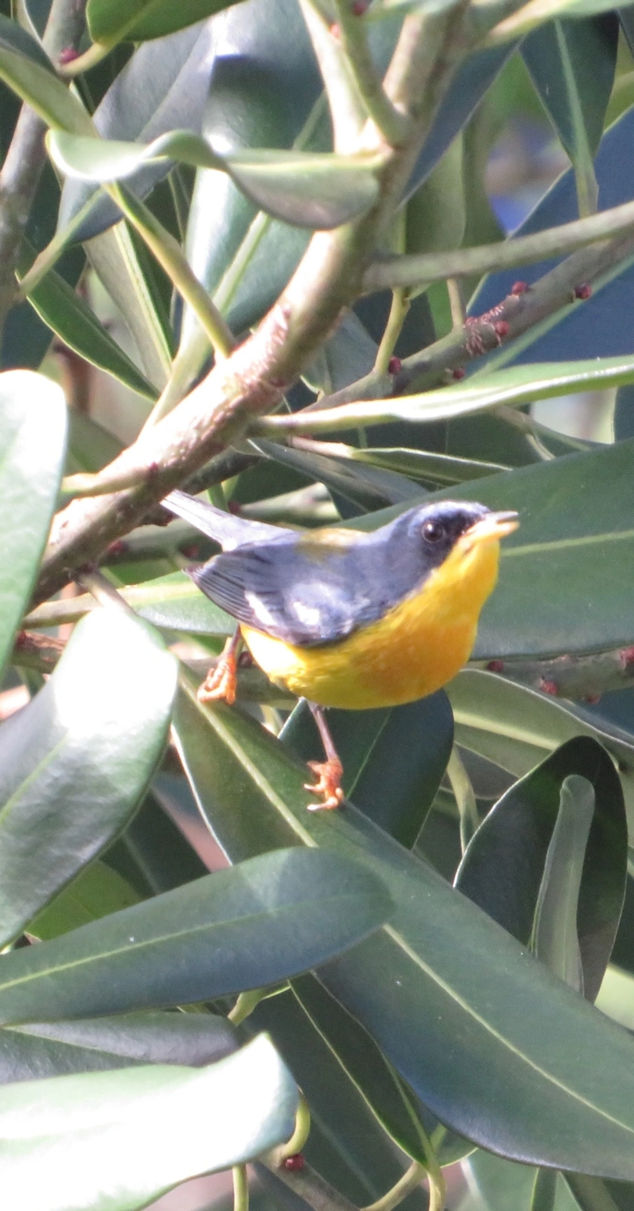 Mariquita (Setophaga pitiayumi), aves, fotografado em Maresias, São Sebastião