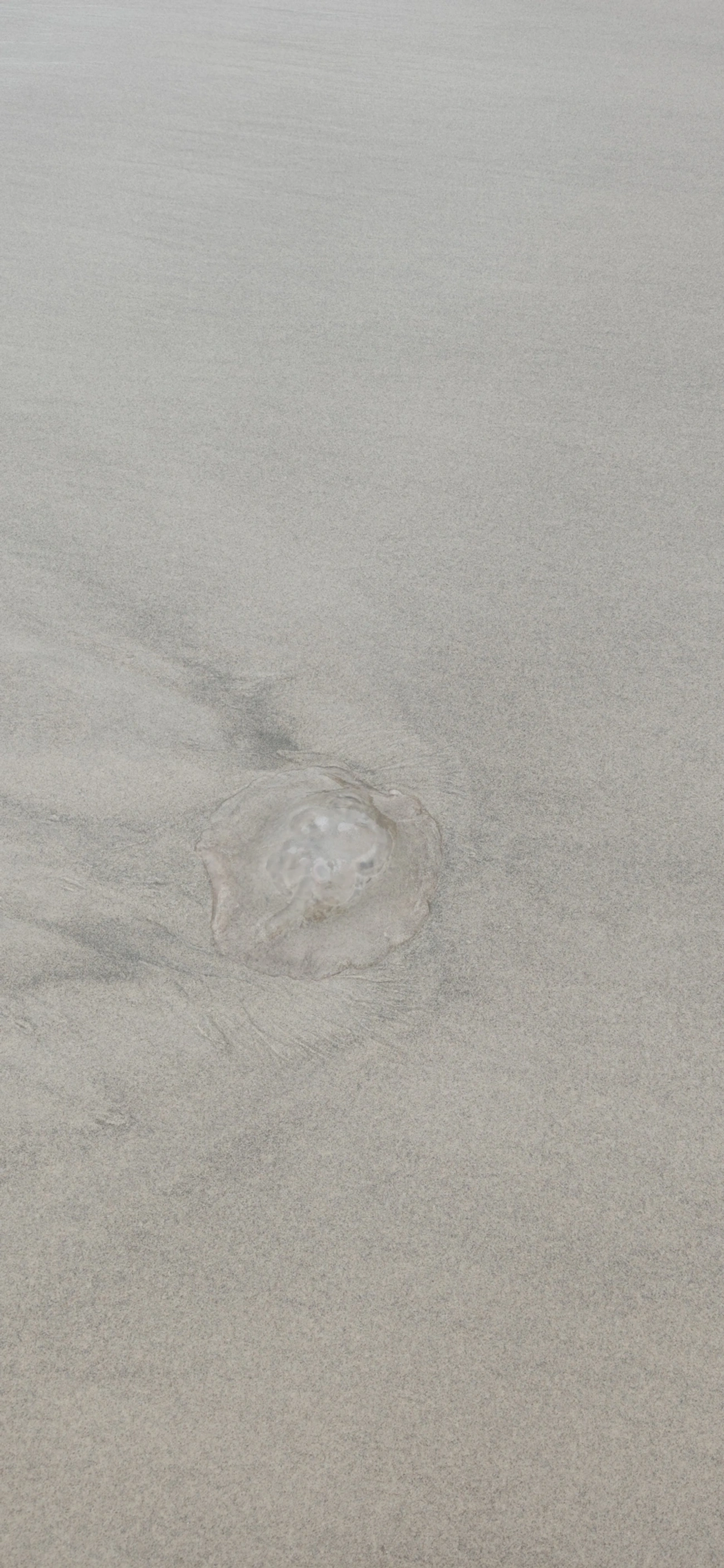 Água-viva-lua-do-golfo (Aurelia marginalis), cnidários, fotografado em Maresias, São Sebastião