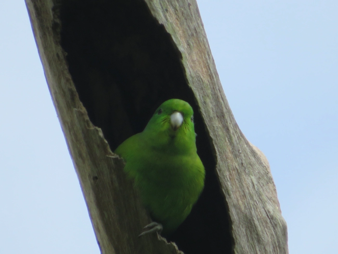 Tuim (Forpus xanthopterygius), aves, fotografado em Maresias, São Sebastião