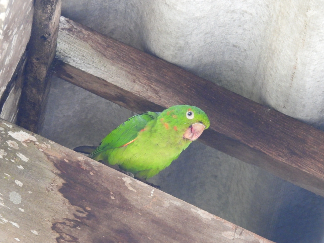 Periquitão-maracanã (Psittacara leucophthalmus), aves, fotografado em Itamonte