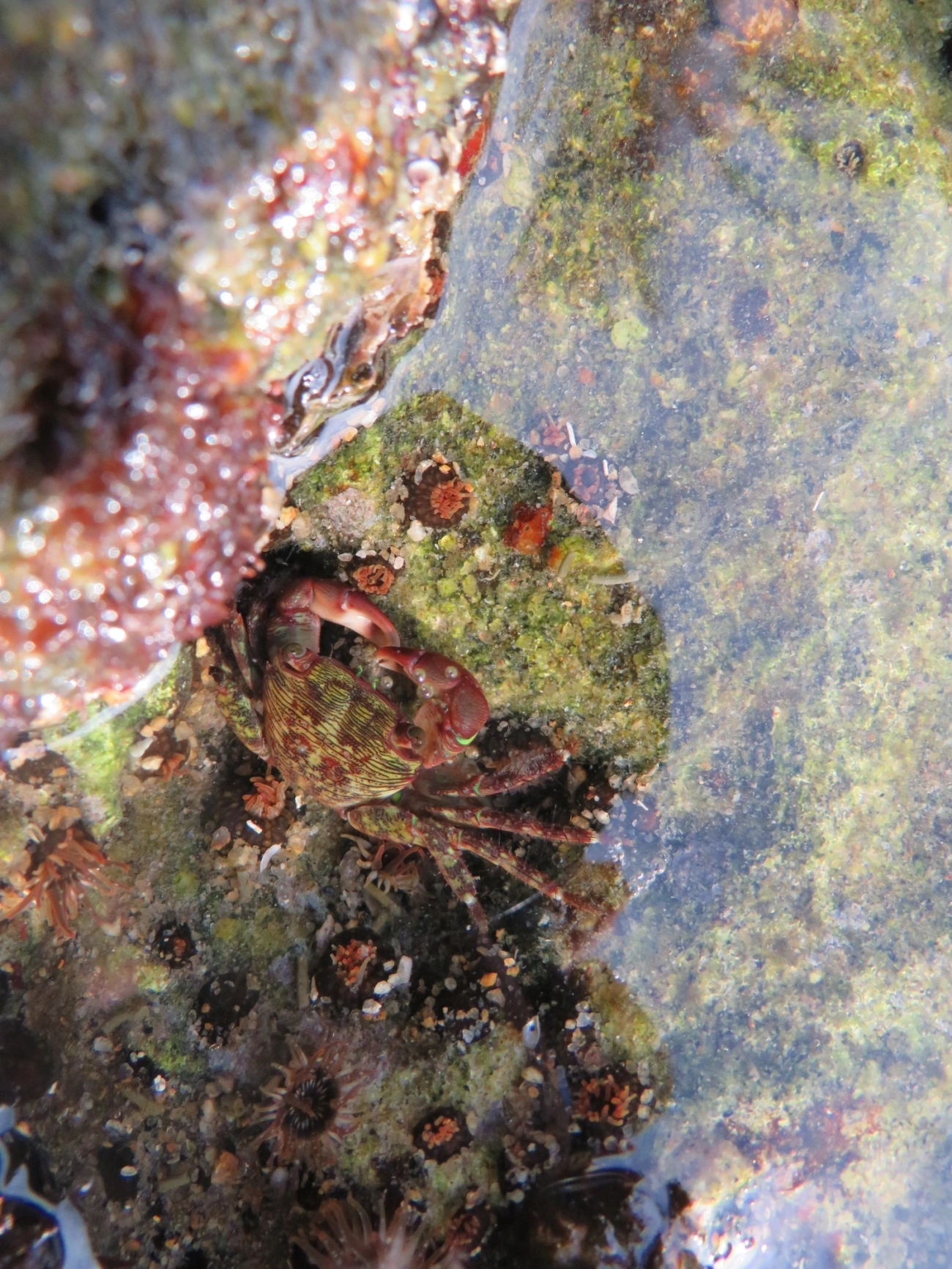 Caranguejo-verde (Pachygrapsus transversus), crustáceos, fotografado em Perequê, Ilhabela