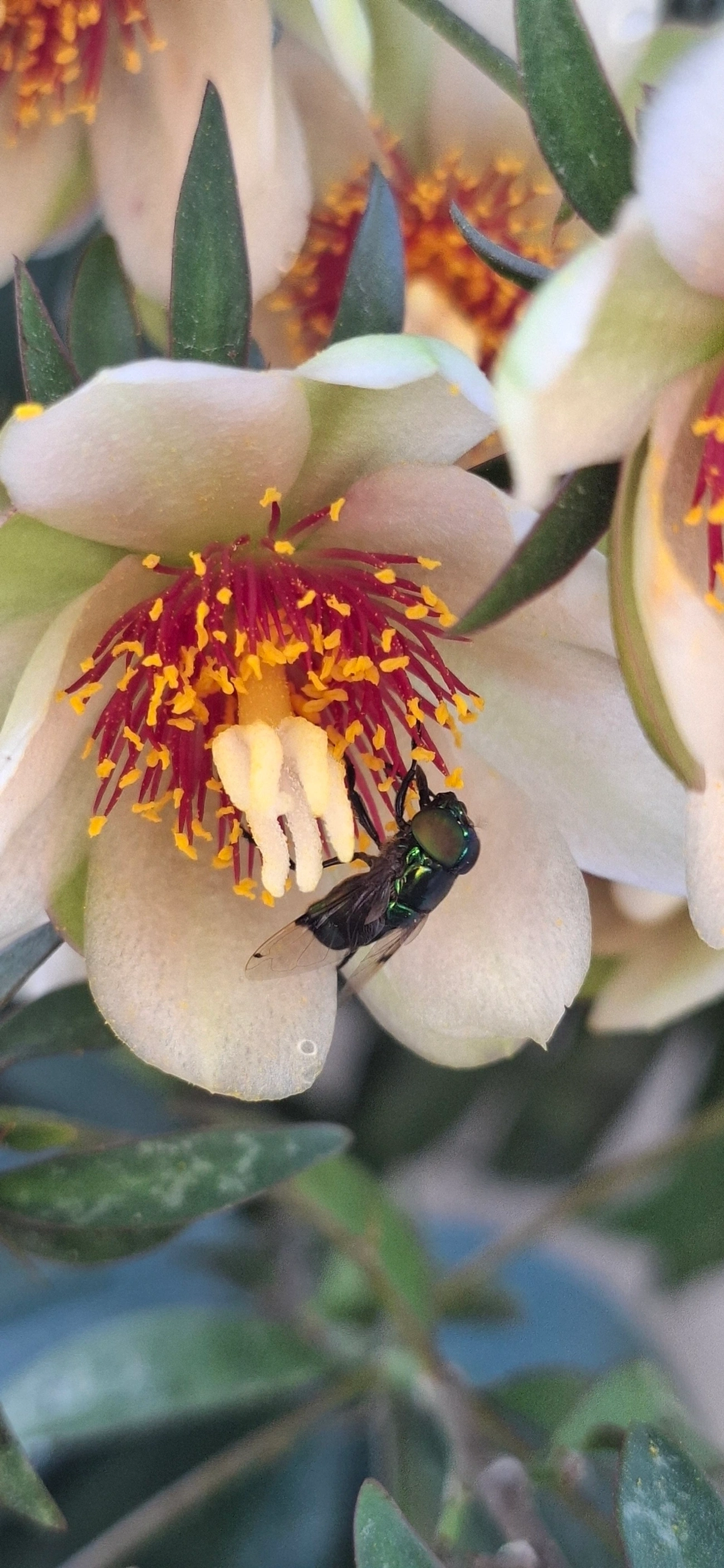 Mosca-jóia-verde (Ornidia obesa), insetos, fotografado em Maresias, São Sebastião