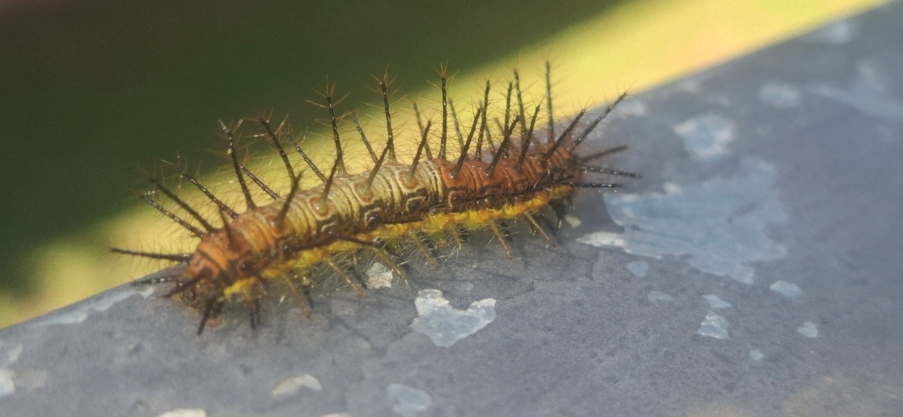 Actinotes (Actinote), insetos, fotografado em Guararema