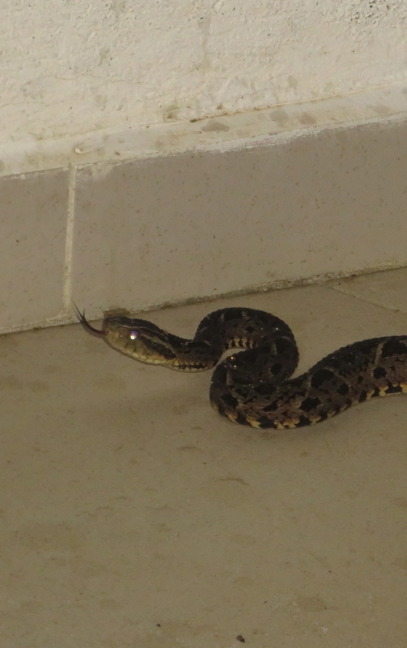 Jararacuçu (Bothrops jararacussu), répteis, fotografado em Maresias, São Sebastião