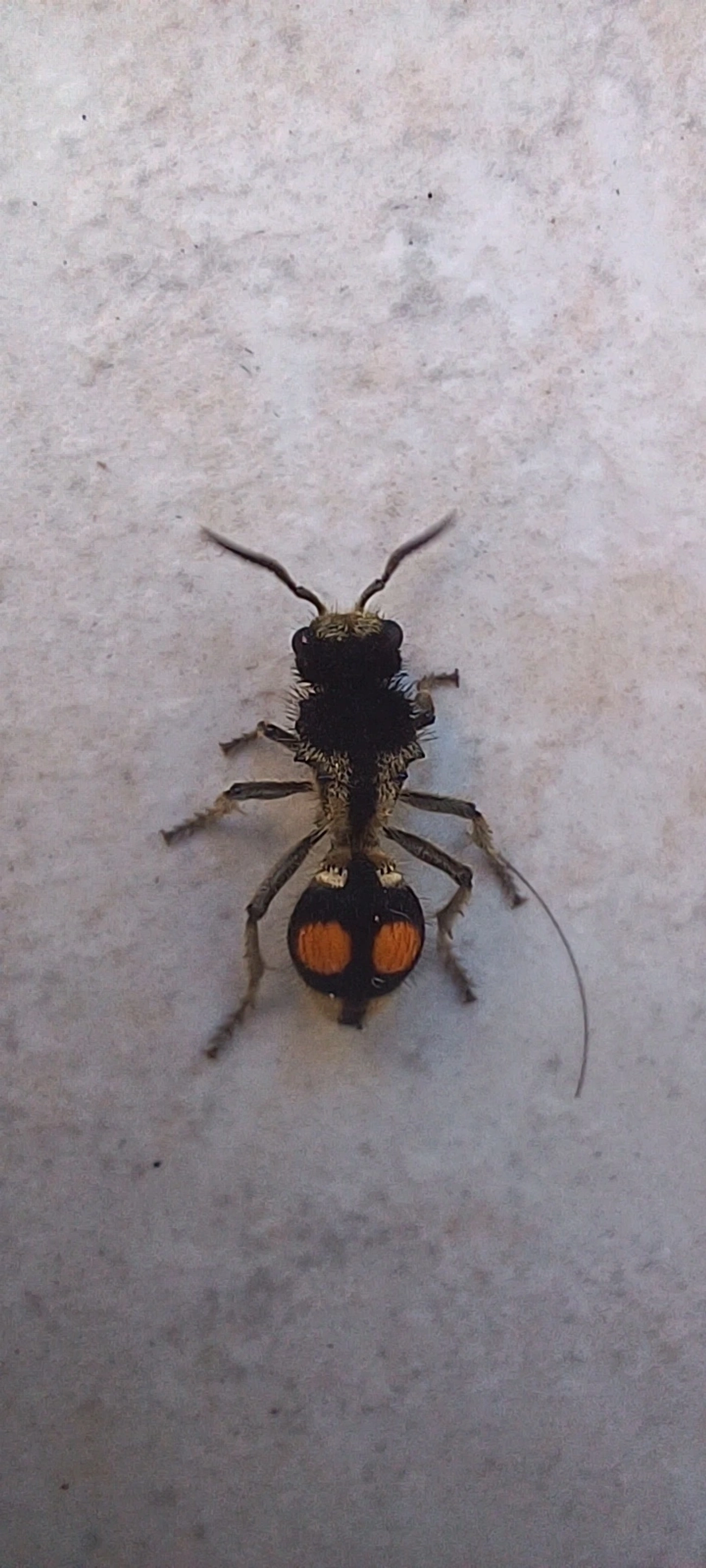 Formiga-feiticeira (Hoplomutilla spinosa), insetos, fotografado em Maresias, São Sebastião