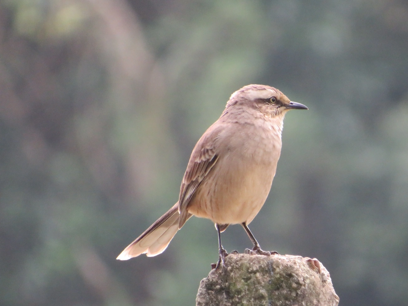 Sabiá-do-campo (Mimus saturninus), aves, fotografado em Maresias, São Sebastião