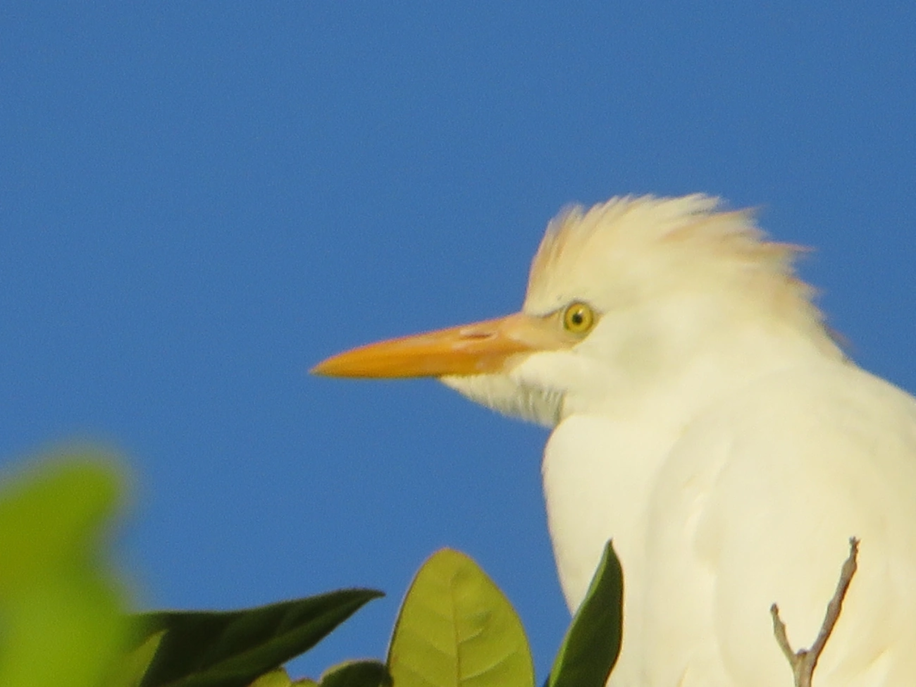 Garça-vaqueira (Ardea ibis), aves, fotografado em Maresias, São Sebastião