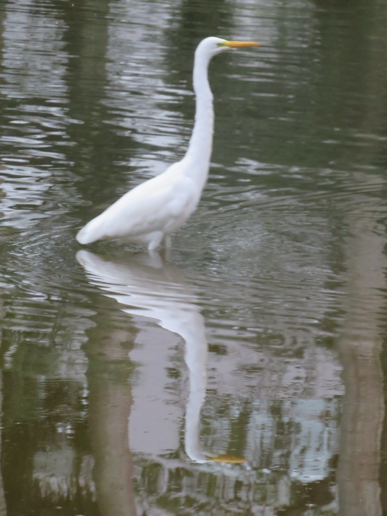 Garça-branca-grande (Ardea alba), aves, fotografado em Indaiá, Caraguatatuba