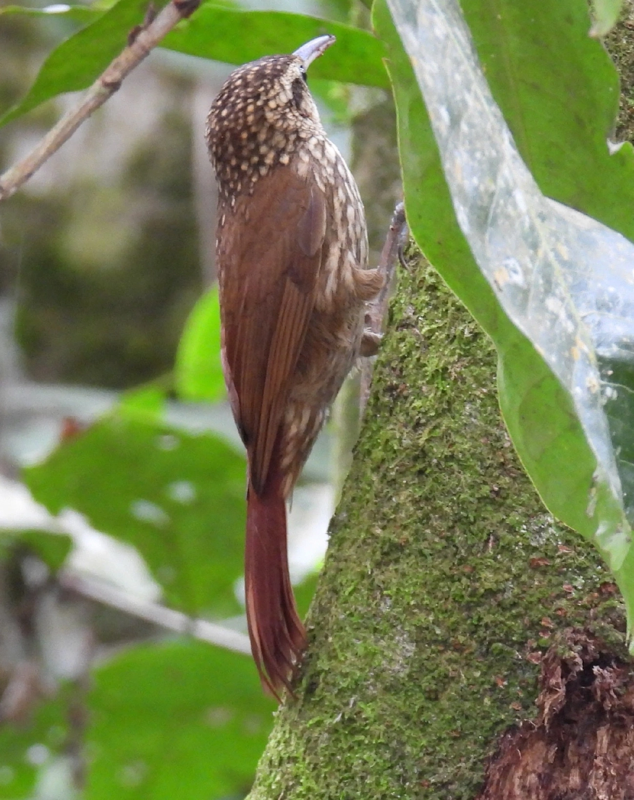 Arapaçu-rajado (Xiphorhynchus fuscus), aves, fotografado em Eng. d'Água, Ilhabela