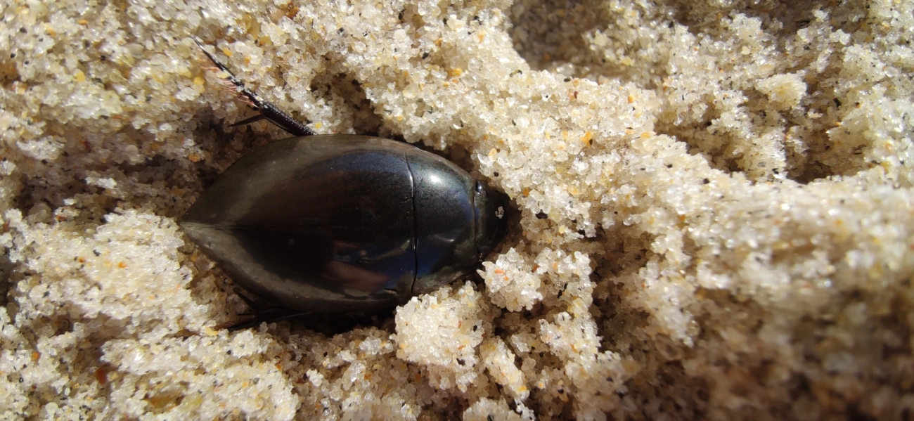 Hydrophilus, insetos, fotografado em Maresias, São Sebastião