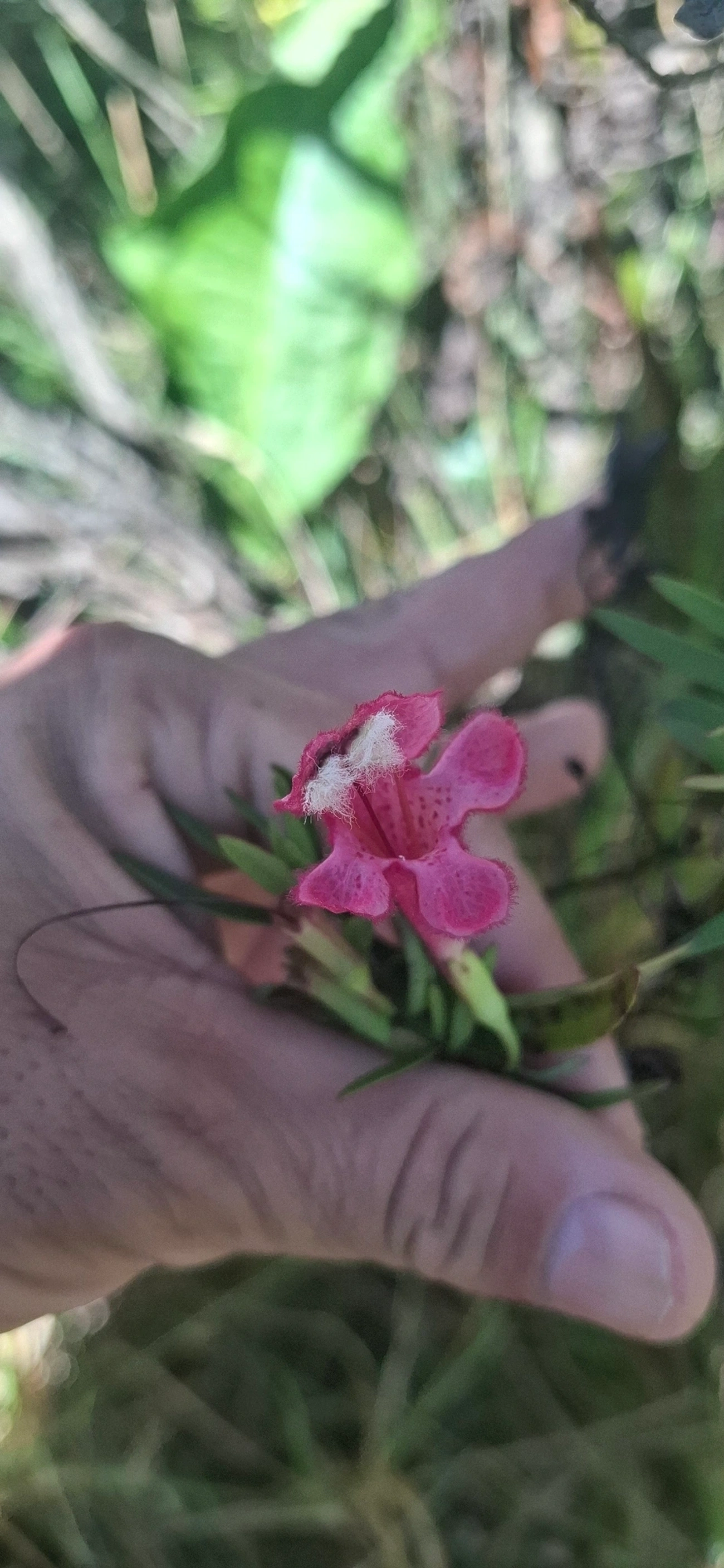 Esterhazya, plantas, fotografado em Engenheiro Passos