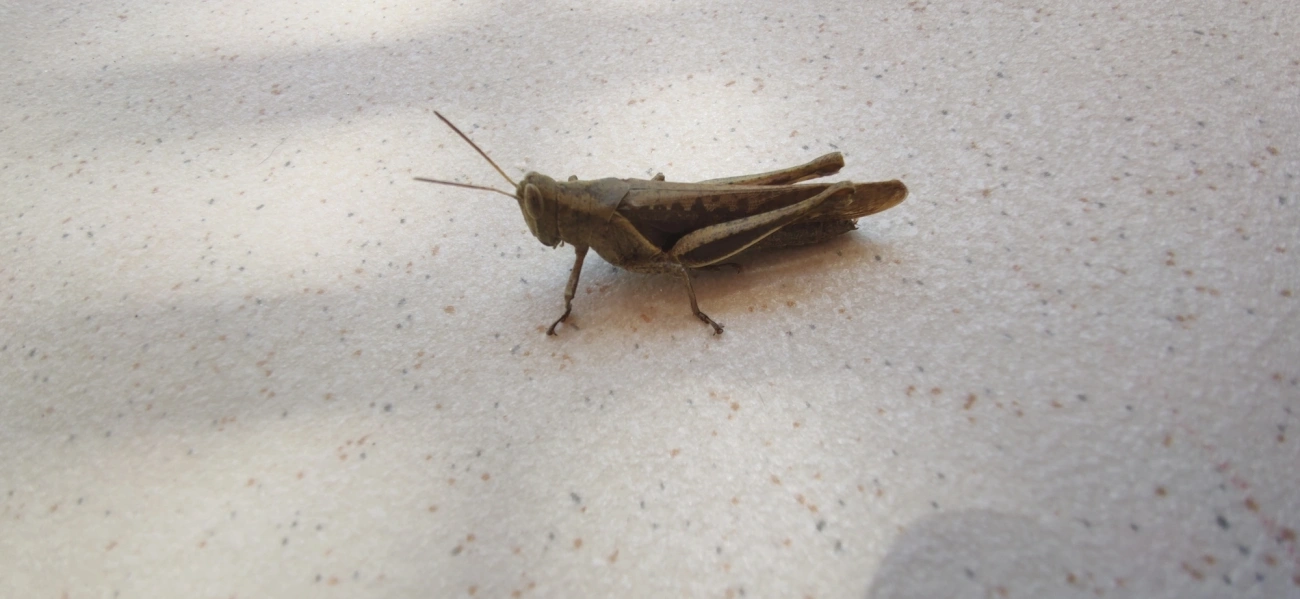 Abracris flavolineata, insetos, fotografado em Maresias, São Sebastião
